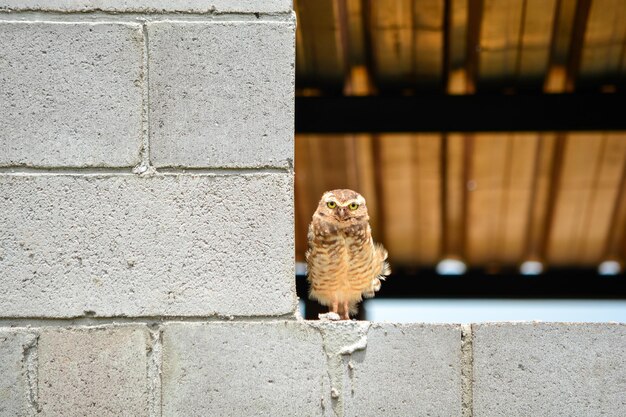 Photo view of a owl on wall