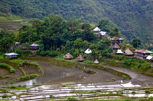 View of paddy fields