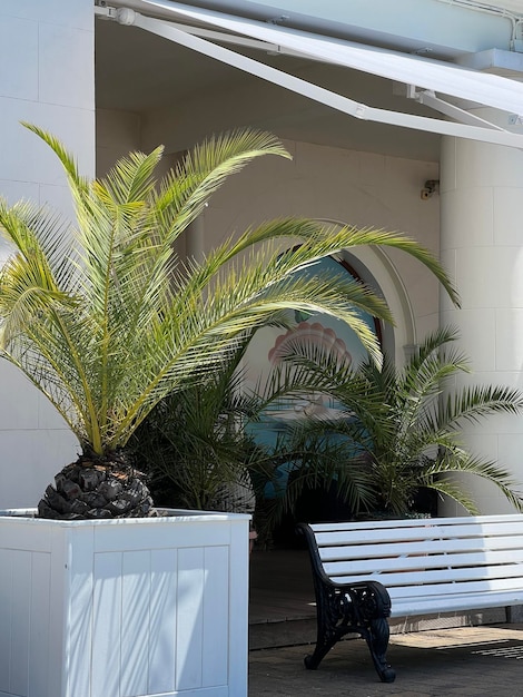 View of palm tree and bench on sunny day