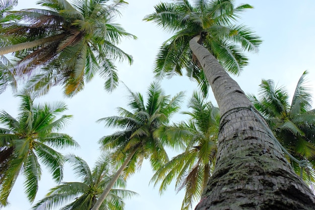 A view of a palm tree from below