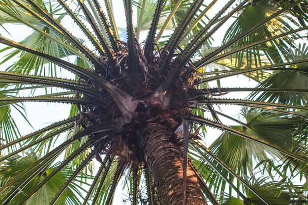 View of under palm tree