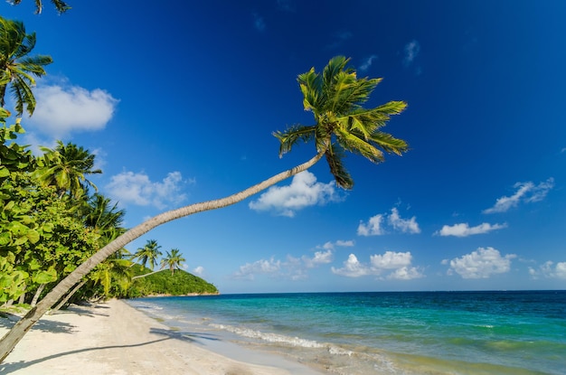 View of palm trees on beach