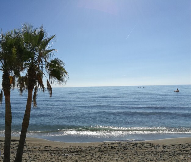 Photo view of palm trees on beach