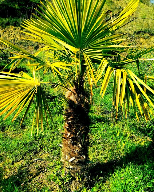 View of palm trees in forest