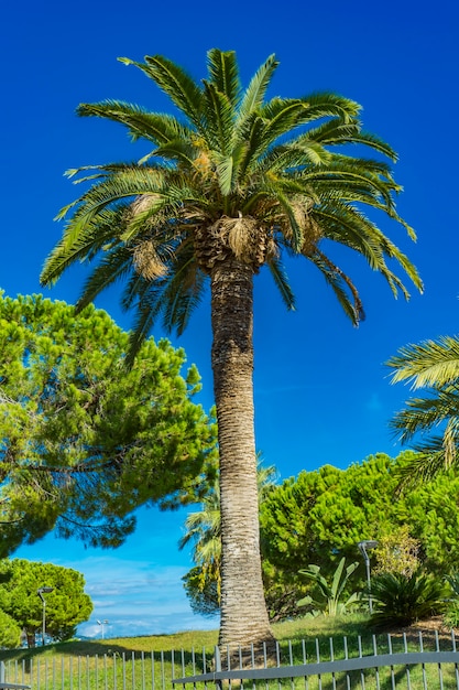 View at palm trees in the park at Nice, France