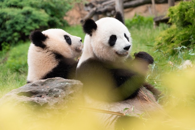 Photo view of pandas eating bamboos