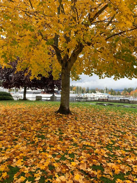 View of park during autumn