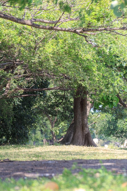 The view in the park Spring scenery in Asia