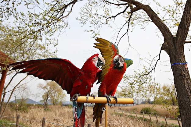 View of parrot on branch