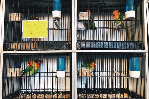 View of parrot in cage