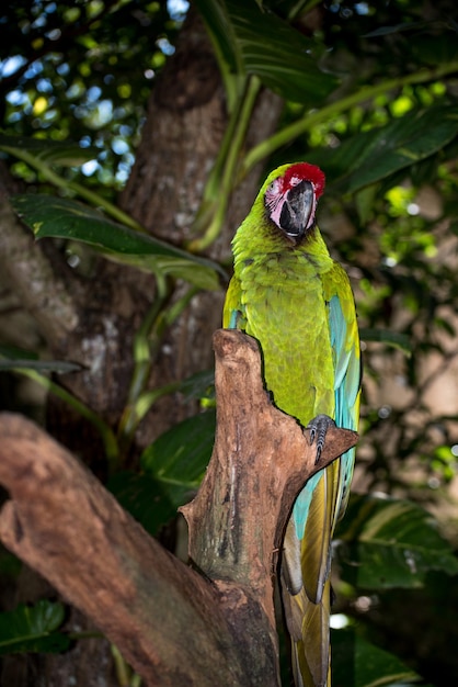 Photo view of parrot perching on tree