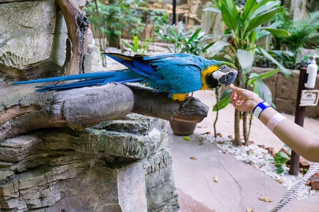 View of a parrot perching