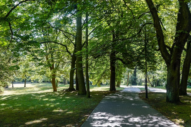 View of the path between green trees in a public park on a sunny day