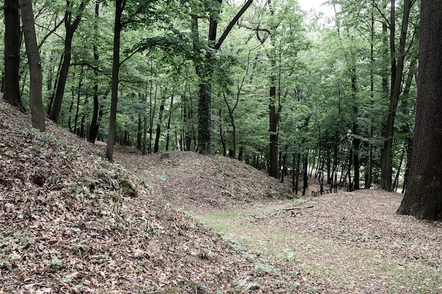 丘陵のレリーフのある森の小道の眺め。風景の概念、背景。