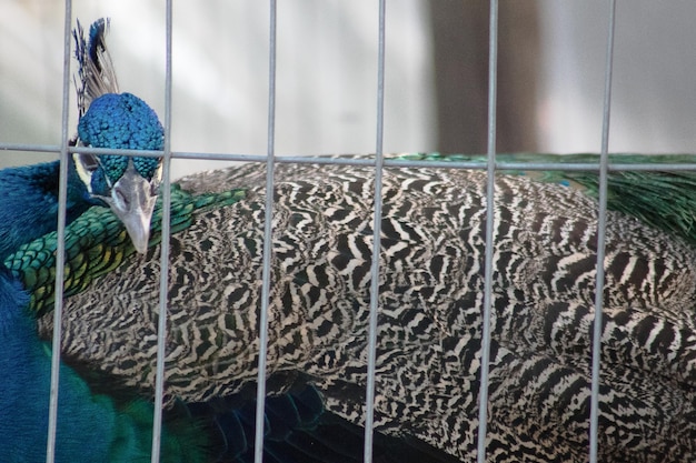 Foto veduta di un pavone in gabbia allo zoo