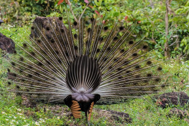 Photo view of peacock on field