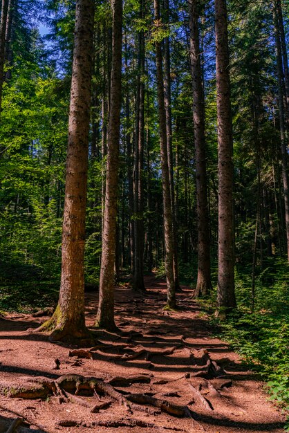 セルビアのタラ山にある泥炭ボグの森レッドクリーク（Crveni potok）での眺め