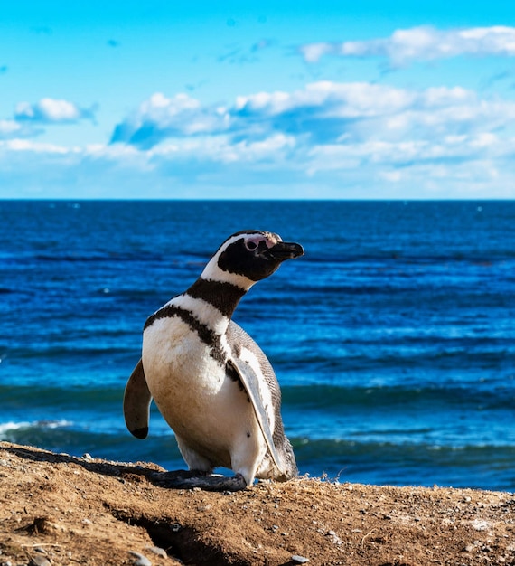 View of penguin on beach