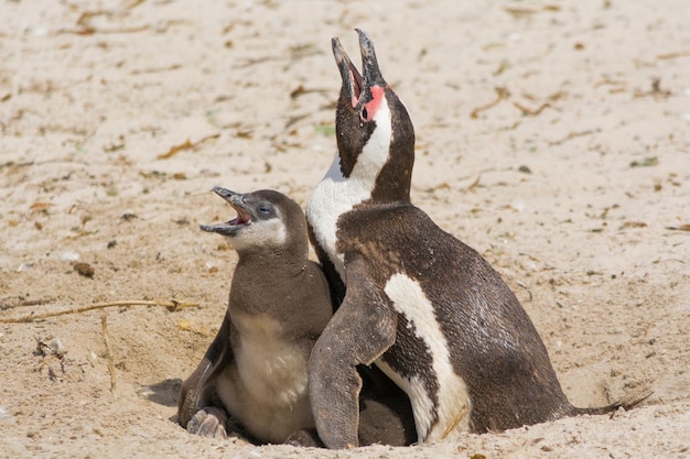 ペンギンの景色