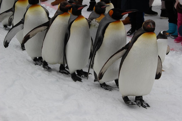 Photo view of penguins on snow