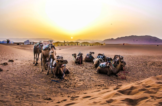 Arabian Adventures Dune Buggy Tours In Dubai