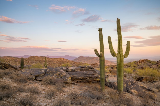 View of Phoenix with Saguaro cactus