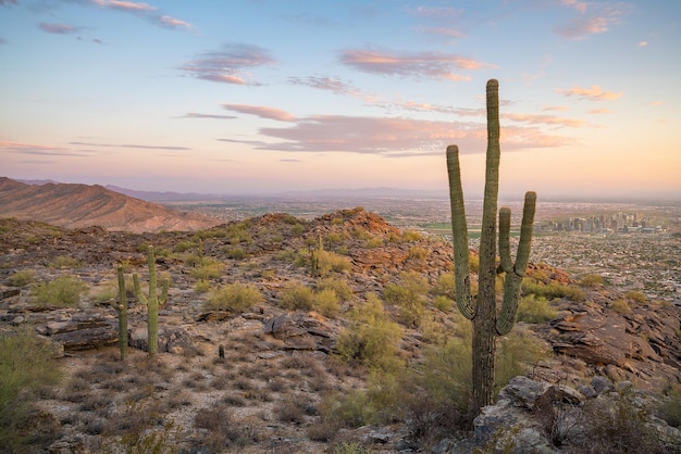 View of Phoenix with Saguaro cactus