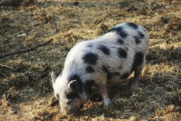 View of pig