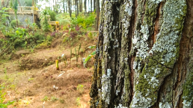 Foto vista in una foresta di pini con una consistenza di pino in primo piano