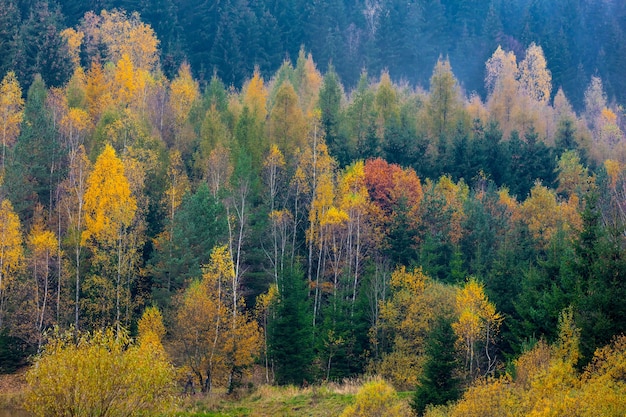 View on pine and other trees in forest in autumn