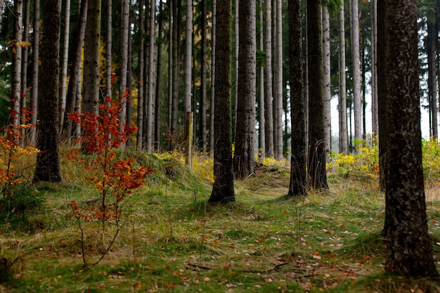 Foto mostra su pini e altri alberi nella foresta in autunno