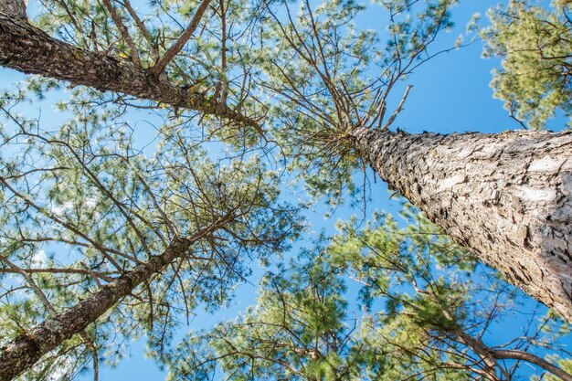 View of the pine tops in the winter forest from the ground