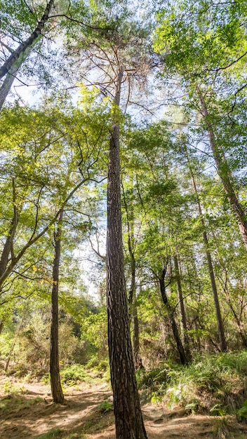 View on pine tree from the bottom, Cyprus.. 2020