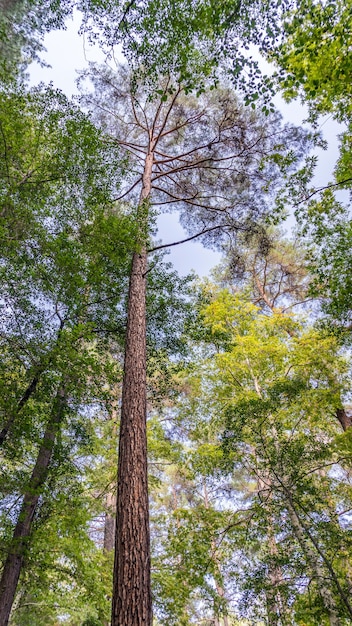 View on pine tree from the bottom, Cyprus.. 2020