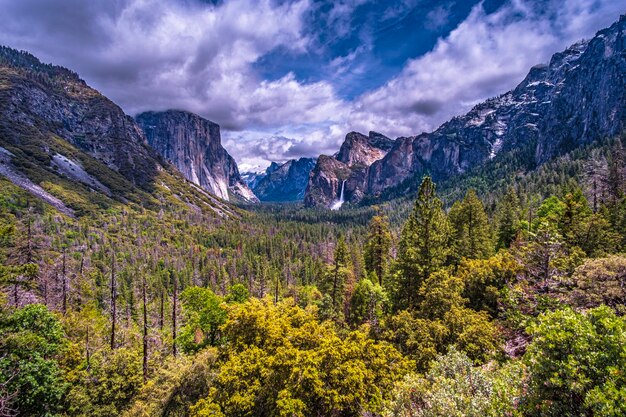 View of pine trees in forest against cloudy sky