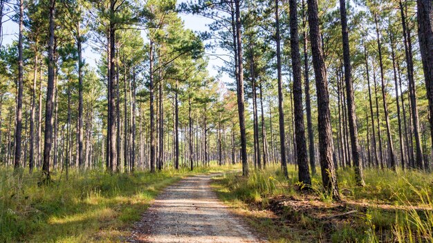 Photo view of pine trees in forest