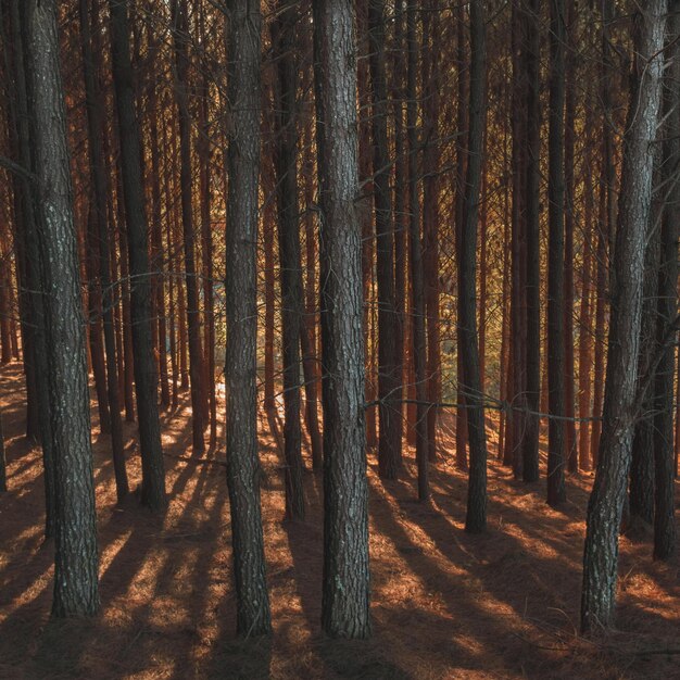 Photo view of pine trees in forest