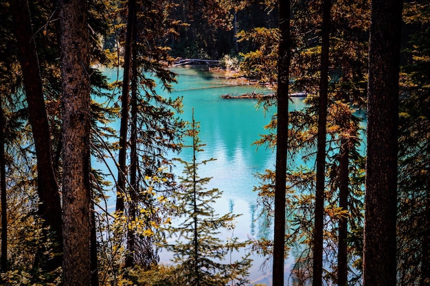 Photo view of pine trees in forest