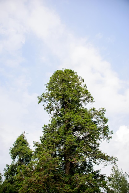 A view of the pine trees and white clouds in the sky in Nathia Gali Abbottabad Pakistan