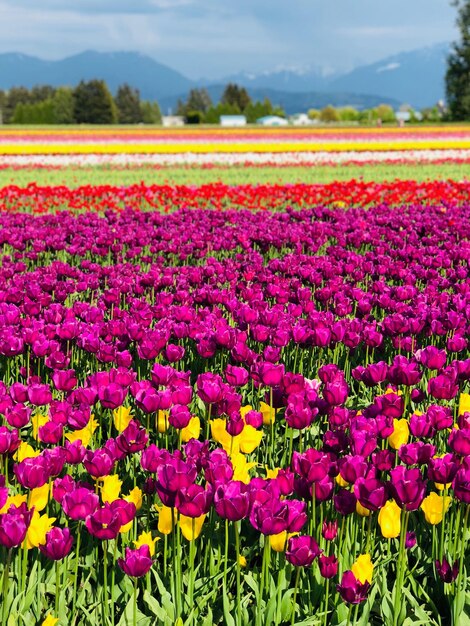 Foto vista di fiori rosa sul campo