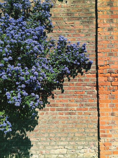 view of plant and brick wall