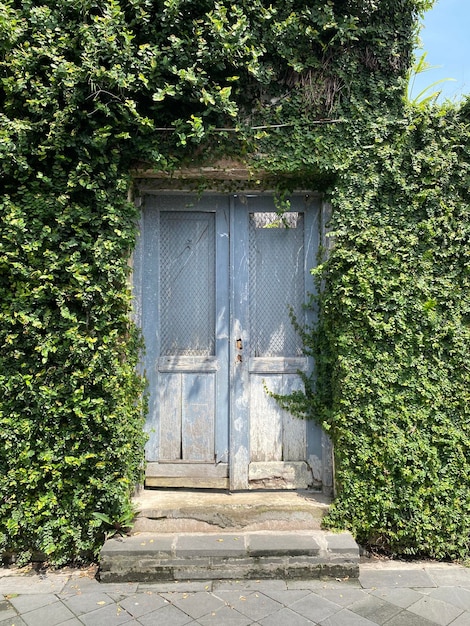 Photo view of plants against building