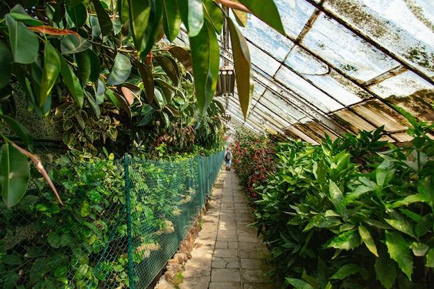 View on plants in alley in the palm greenhouse