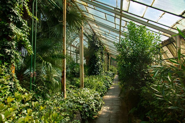 View on plants in alley in the palm greenhouse