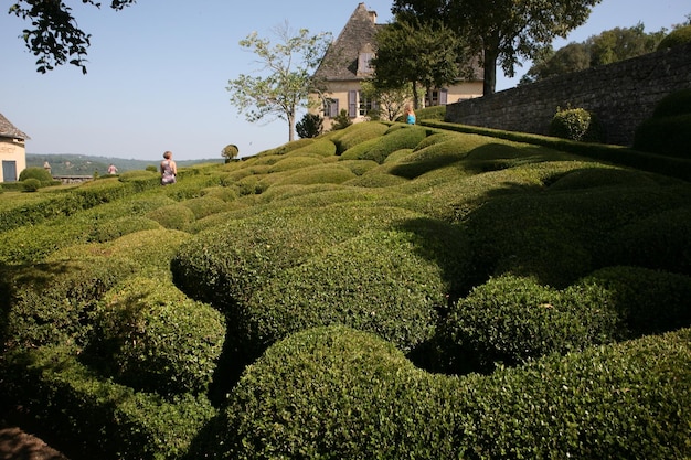 View of plants in garden