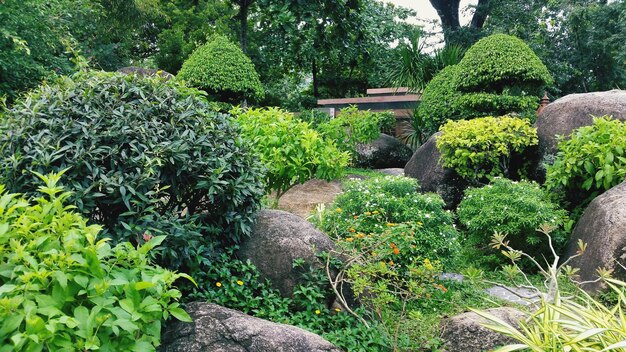 View of plants in garden