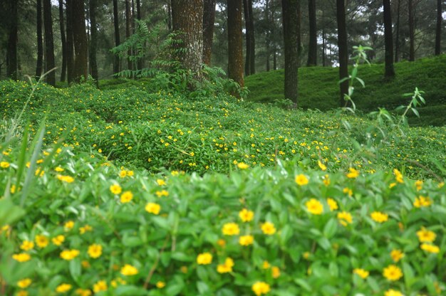 Photo view of plants growing in forest