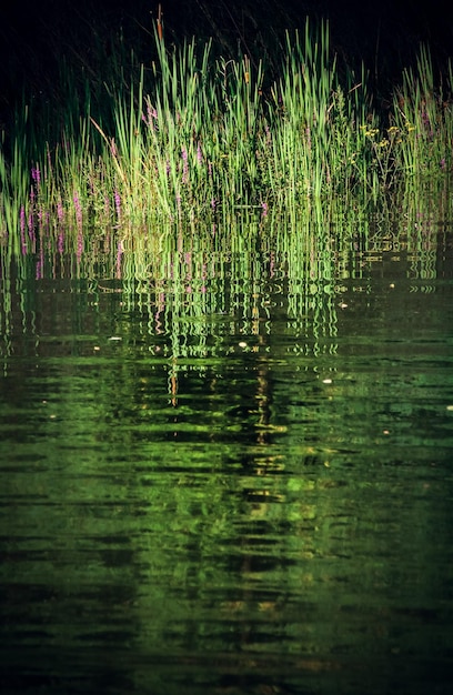 Photo view of plants in lake