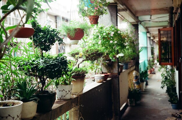 Photo view of plants in nursery