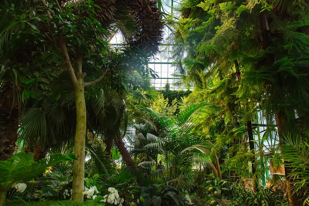 Вид на растения в пальмовой оранжерее